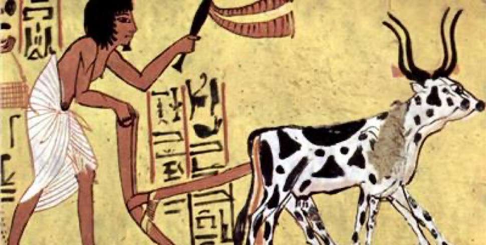Friesian cattle in ancient art: Top Egyptologist dispels myth of cow worship in Egypt
