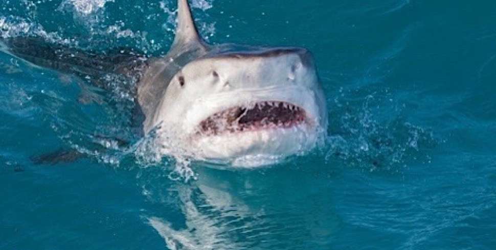 Egypt leads regional efforts with first satellite tracking mission for Red Sea sharks