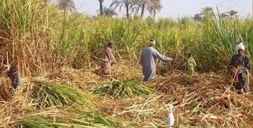 How Egypt is cultivating a self-sufficient future for sugar