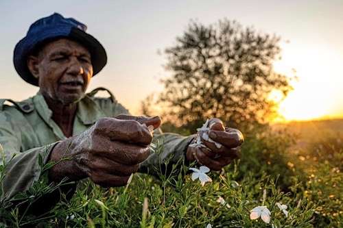 Jasmine harvest season blooms in Egypt’s Nile Delta