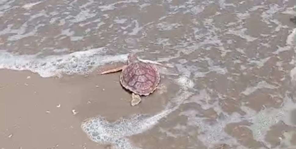 Egypt releases endangered sea turtle back to the wild