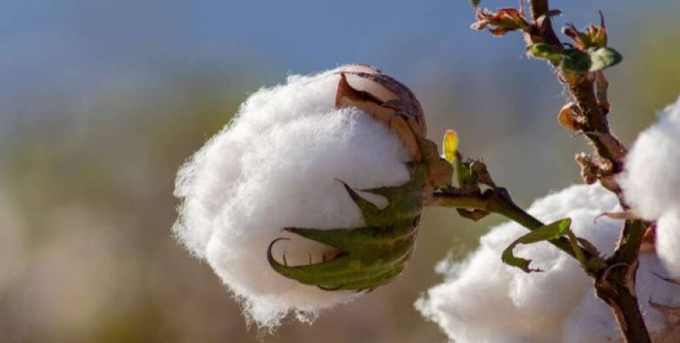 Desert cotton breakthrough revolutionizes agriculture in Egypt