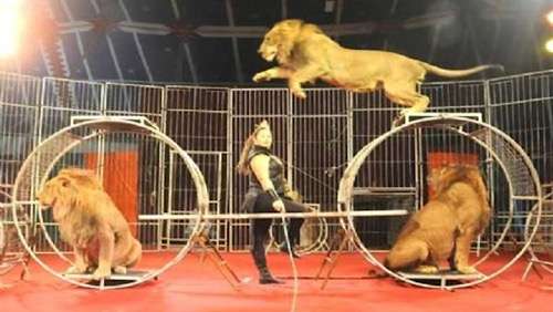 Egyptian court considers ban on animal performances in circuses