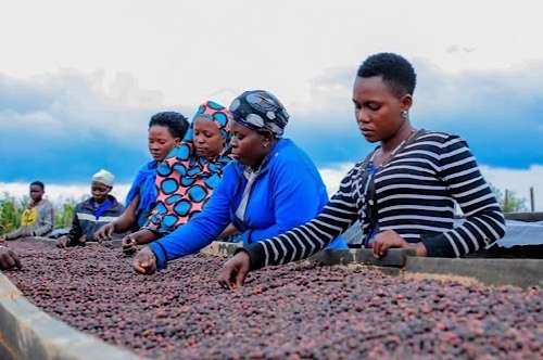 Bumper harvest boosts Uganda’s coffee exports
