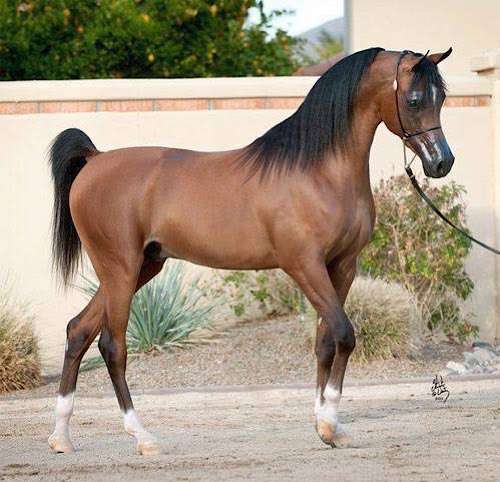 Egypt achieves landmark global recognition in equine science and animal health