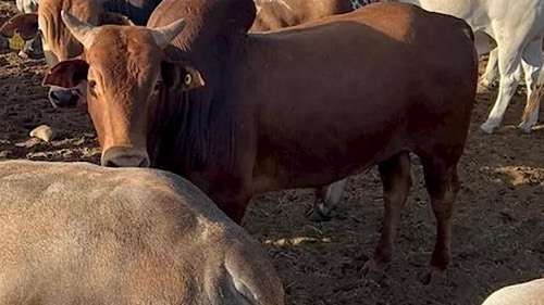 Egypt breeders hit by weak Eid al‑Adha demand