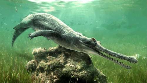  Egyptian fossil study identifies new crocodile genus