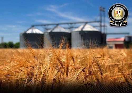 USDA sees Egypt wheat imports falling as farm output improves